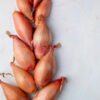 Fresh Shallots