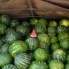 Fresh Watermelons