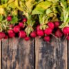 Fresh Radishes
